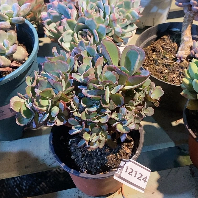 【闪购商品】蓝玫瑰缀12124