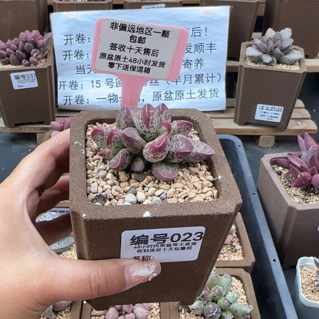 023艾薇多肉植物