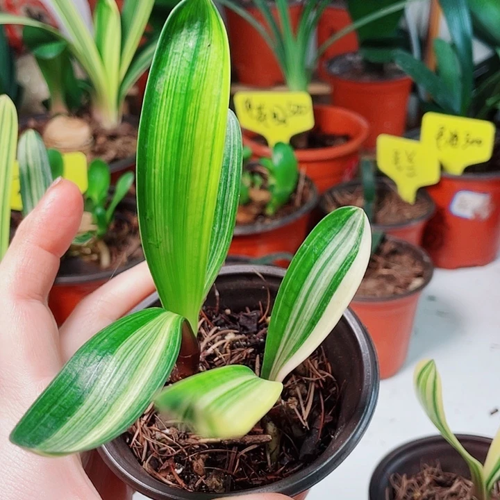 当前无花栽培后可以开花