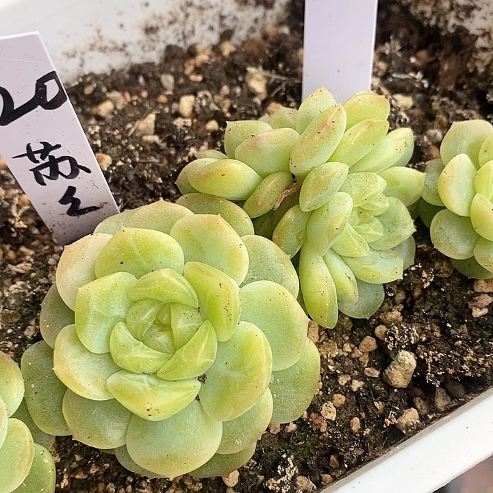 响当当了的人儿也能