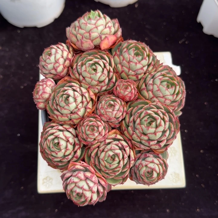 15厘米左右一物一拍的