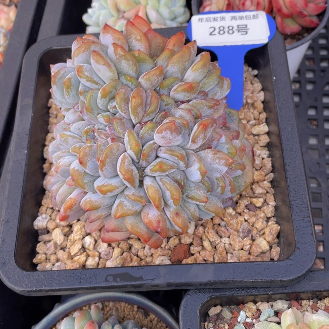 288号 母本石榴籽星影缀化