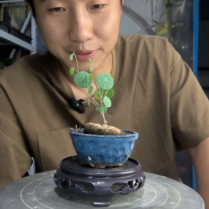 赞**子中青园艺一物一拍128
