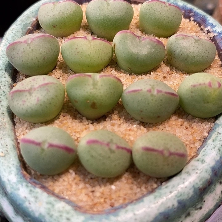 137爱心少将一颗。