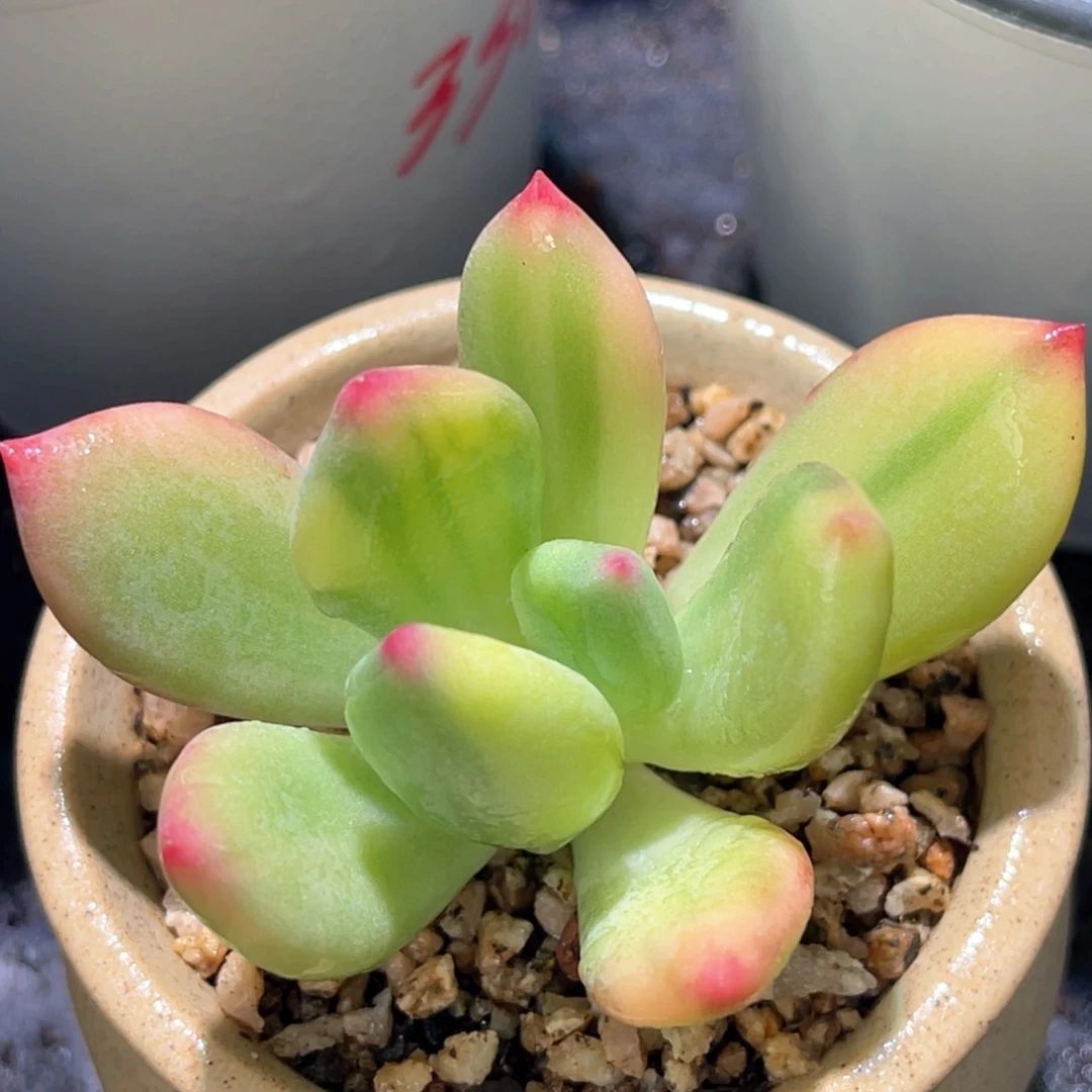 多肉特价青星美人锦头盖