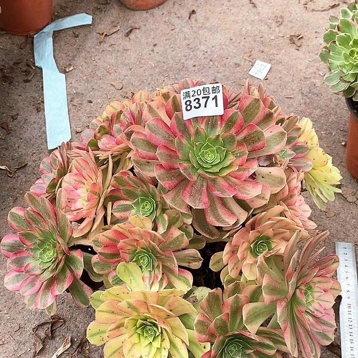 8371 一颗雨何法师