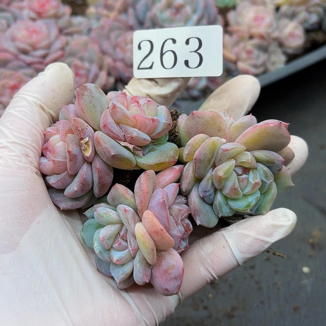 c****2多肉植物多肉植物263