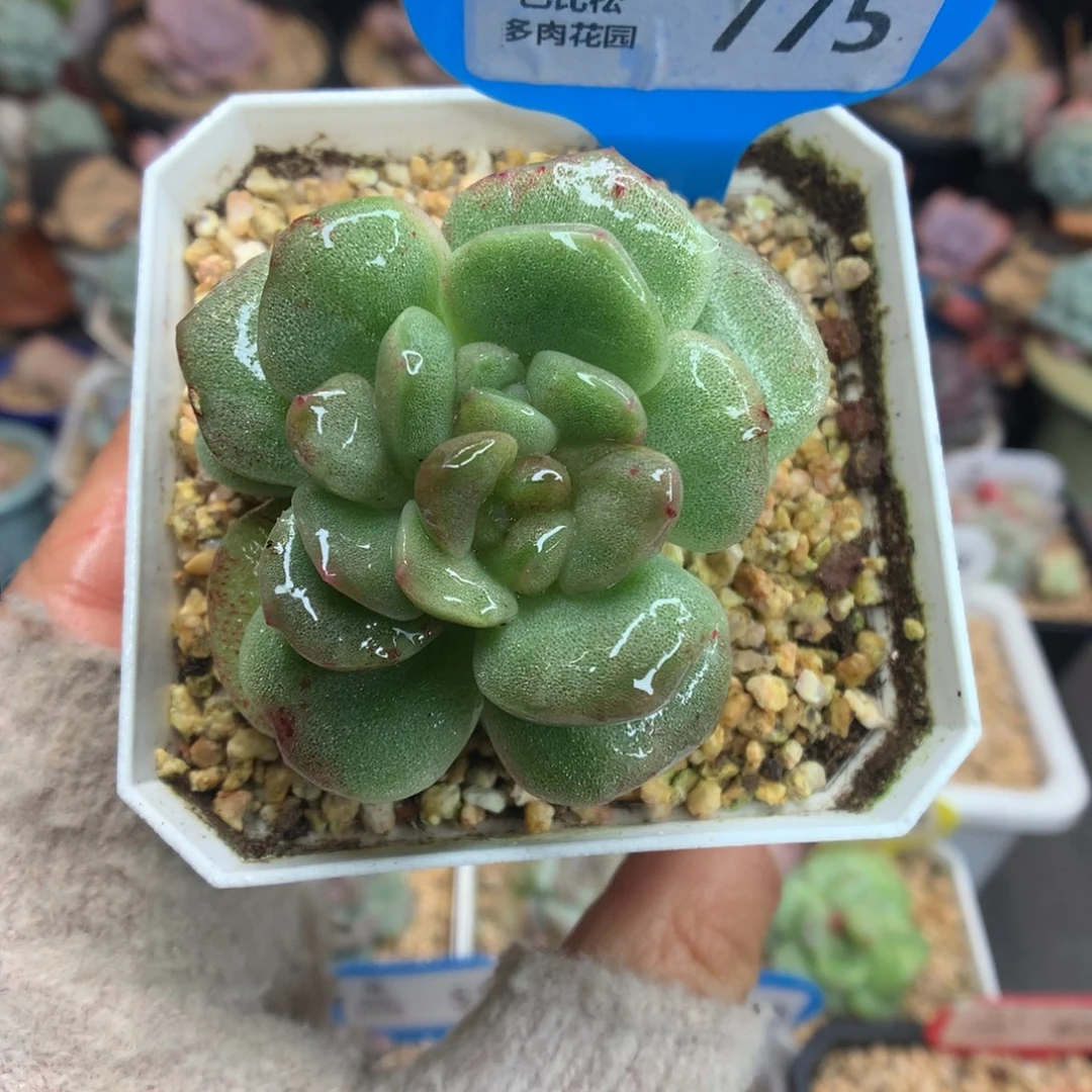 775双心冰玉石化多肉