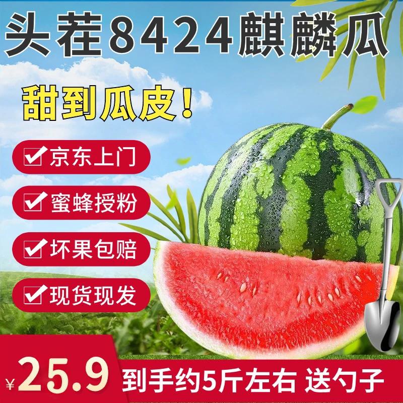 【京东上门】新鲜采摘麒麟瓜精品头茬西瓜农家自种植采摘多汁美都