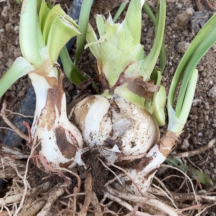 沧*籽播展示开花不售后