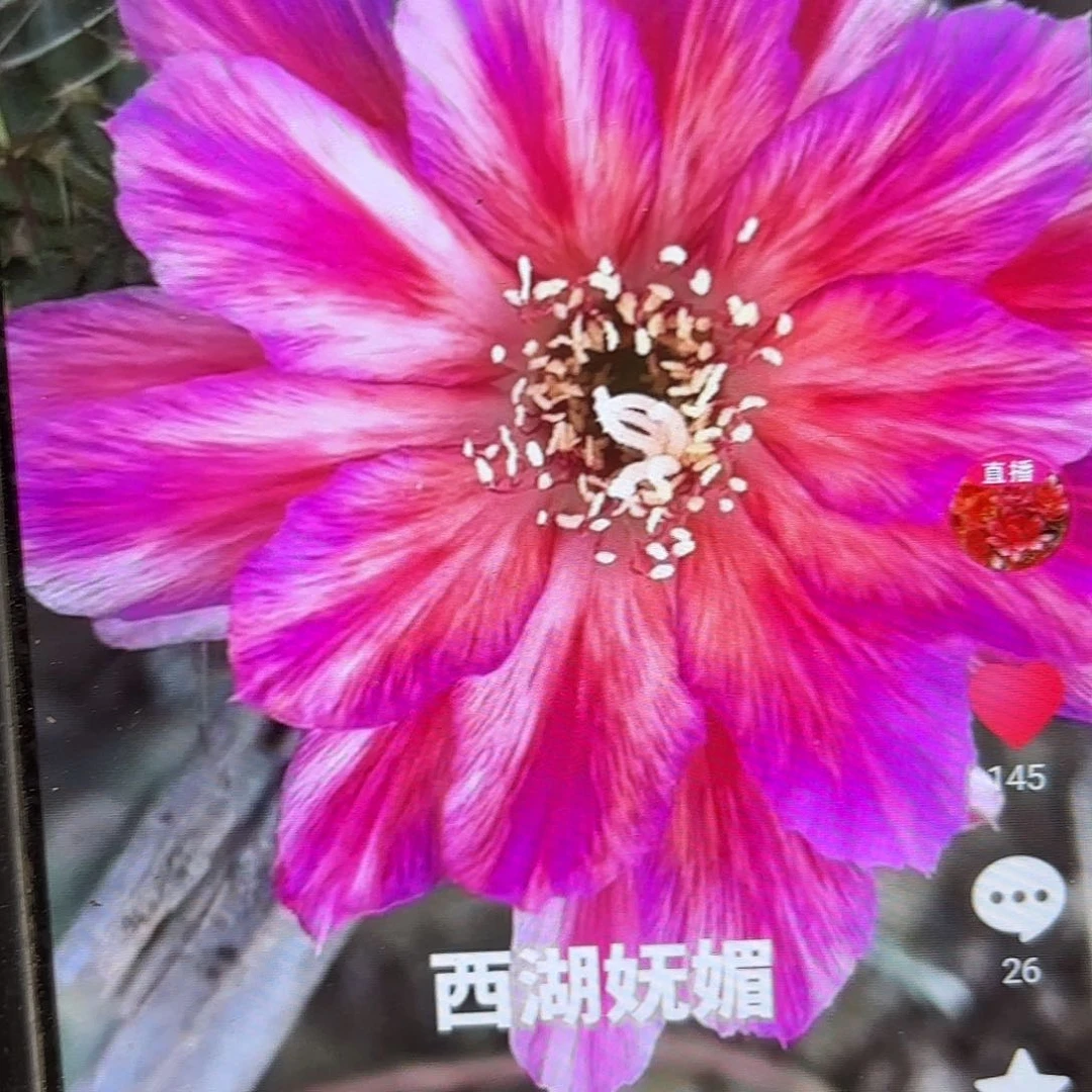 妩媚丽花侧牙20包邮仙人球31