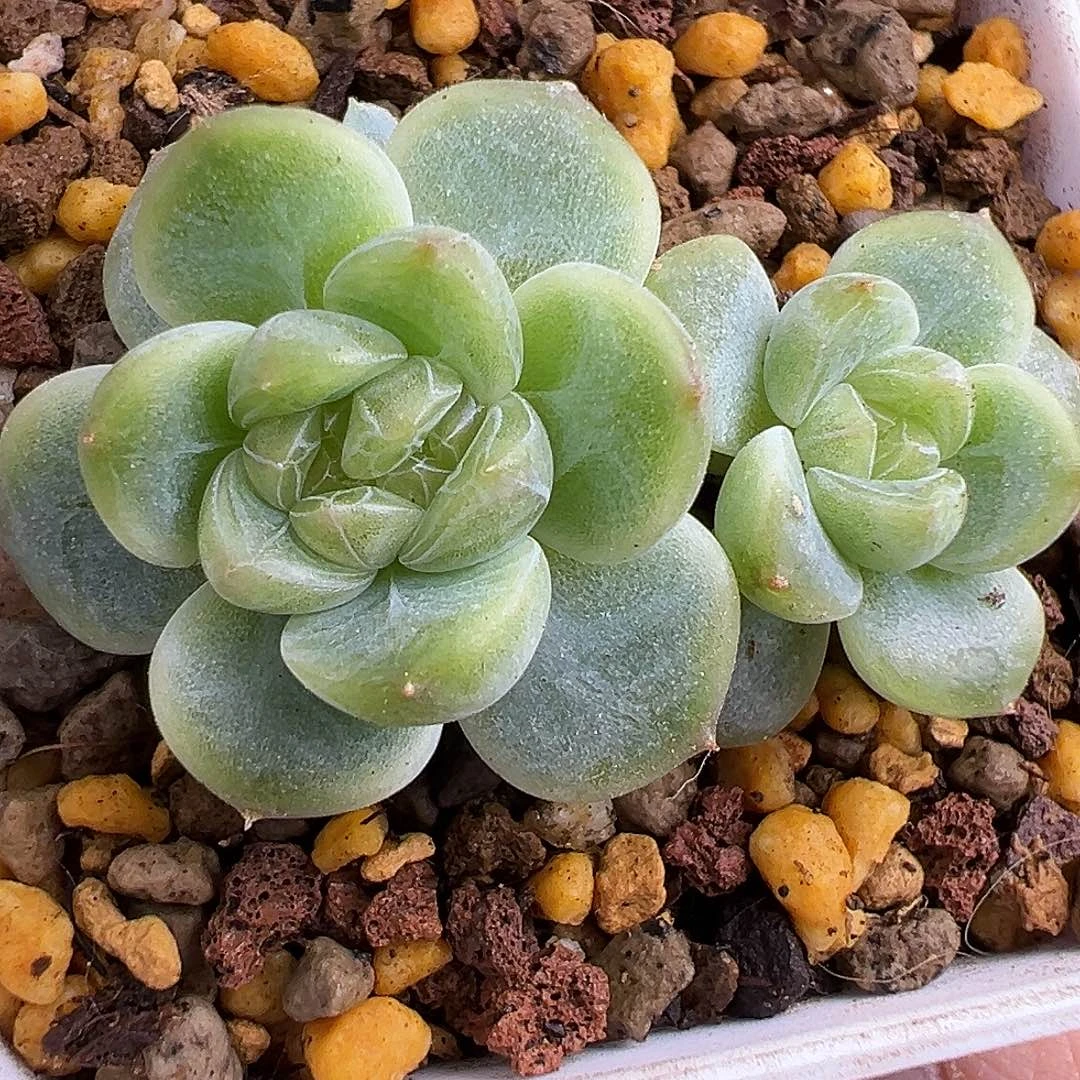 三头楼兰 有个头要分心变成四头