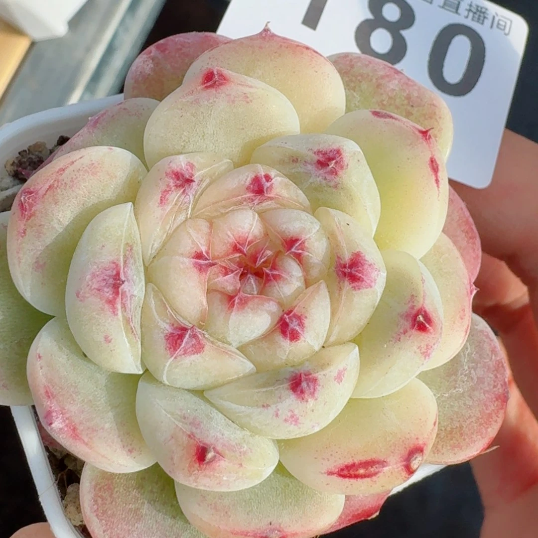 白雪         多肉植物新品上新