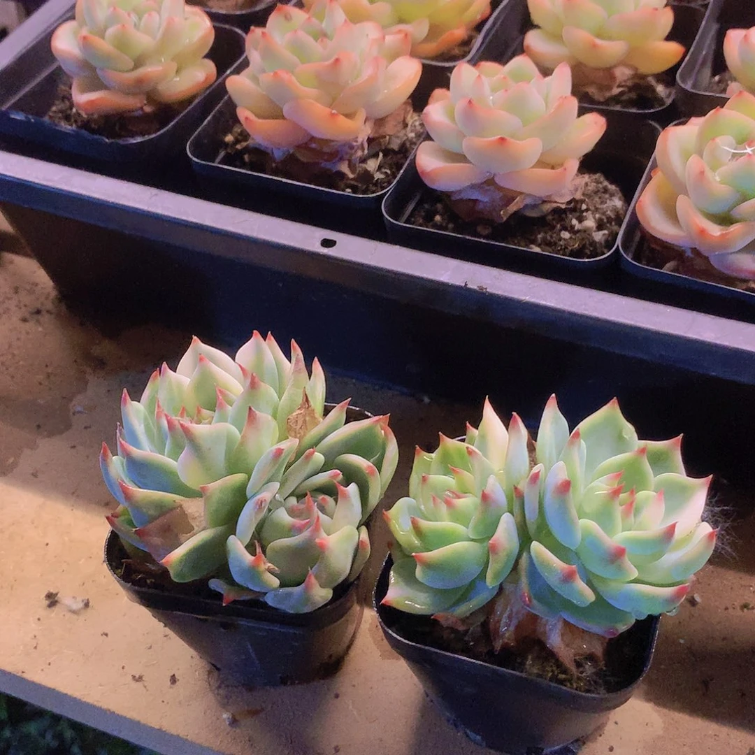 双头吉娃娃少锦2盆67676777777