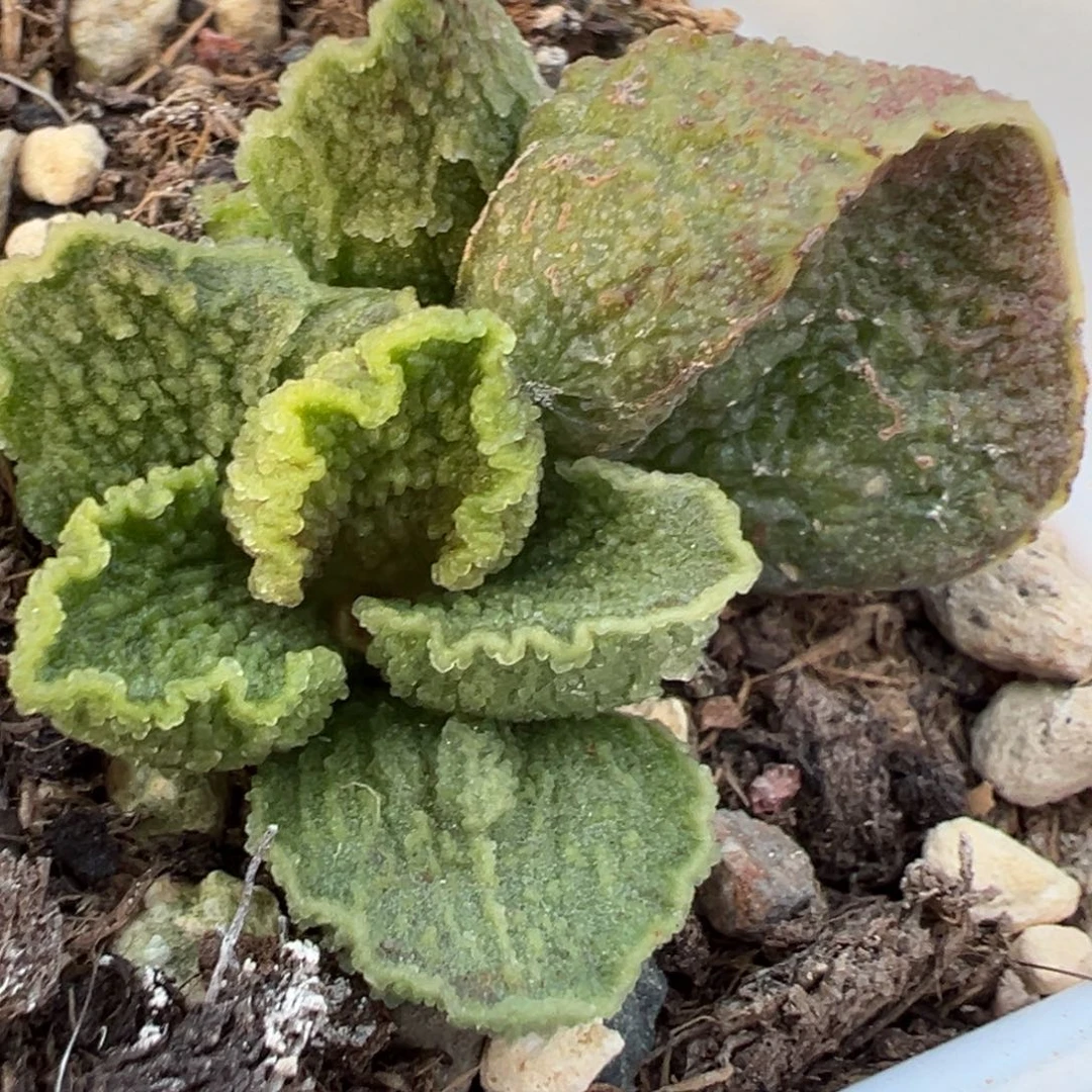 实生新品大苗多肉植物水泡