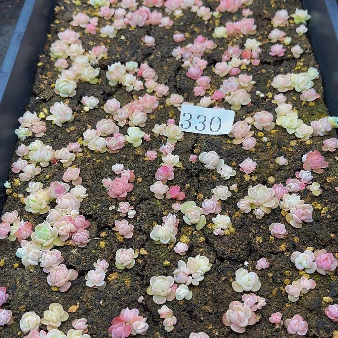 多肉植物多肉植物330