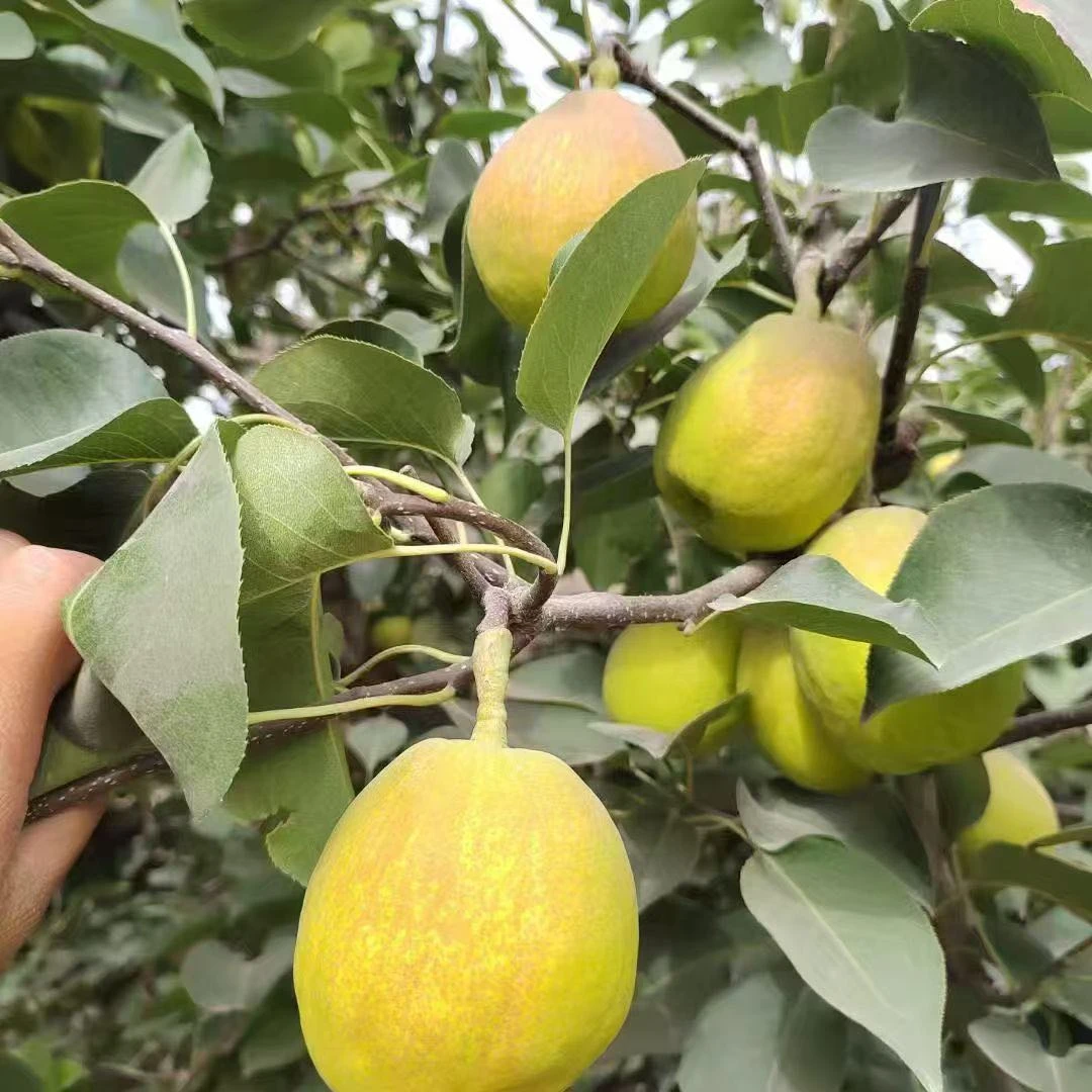新疆库尔勒香梨当季新鲜水果脆甜多汁整箱包邮