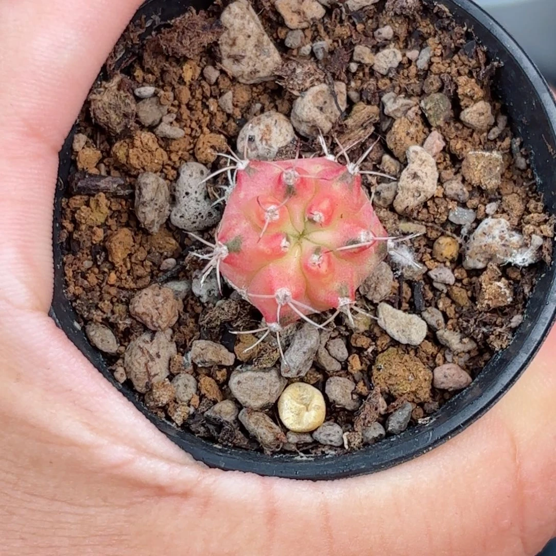泰系米哈仙人球实生侧