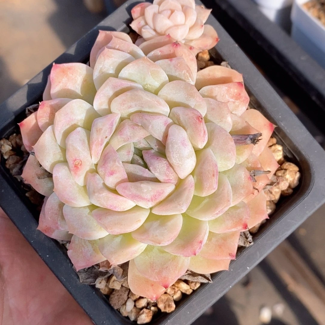 精品多肉一物一拍205