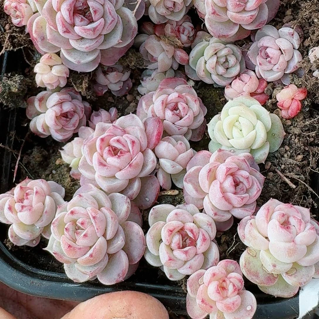 杂交新品珍妮多肉58