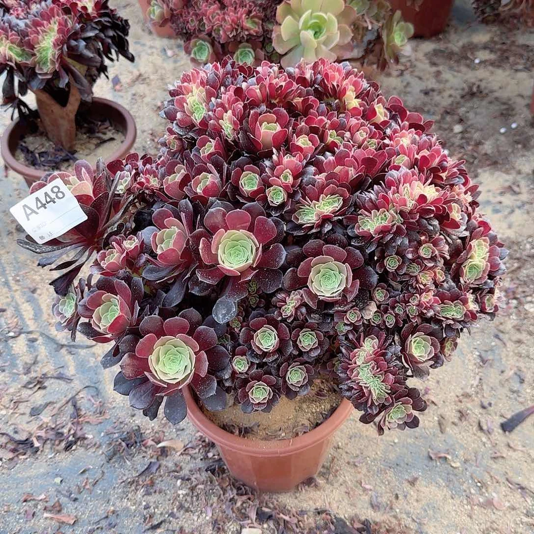 448欧紫朵朵微瑕一颗呀呀