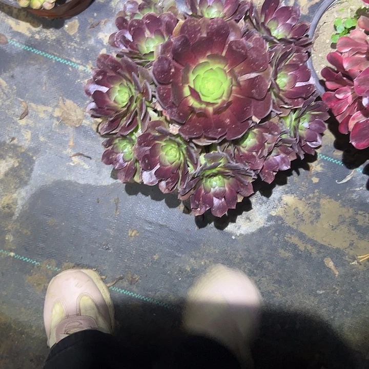 不包侧枝一物一拍62