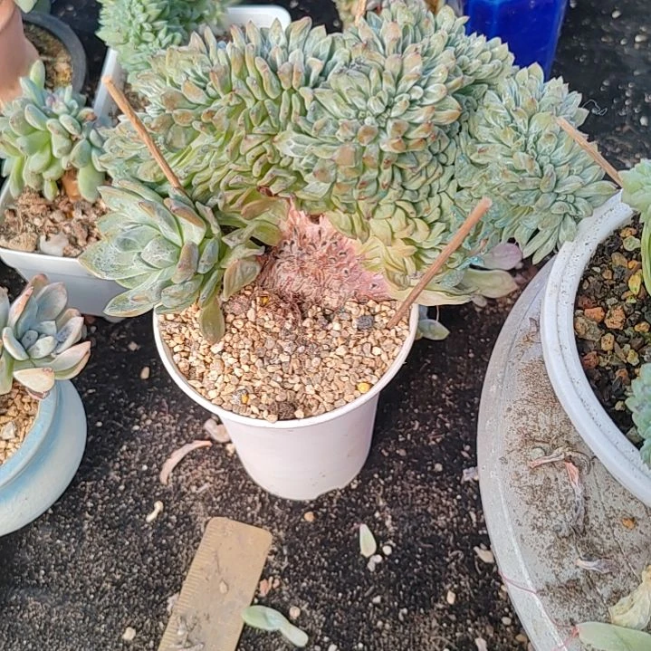 鑫鑫鑫鑫福利福利福利