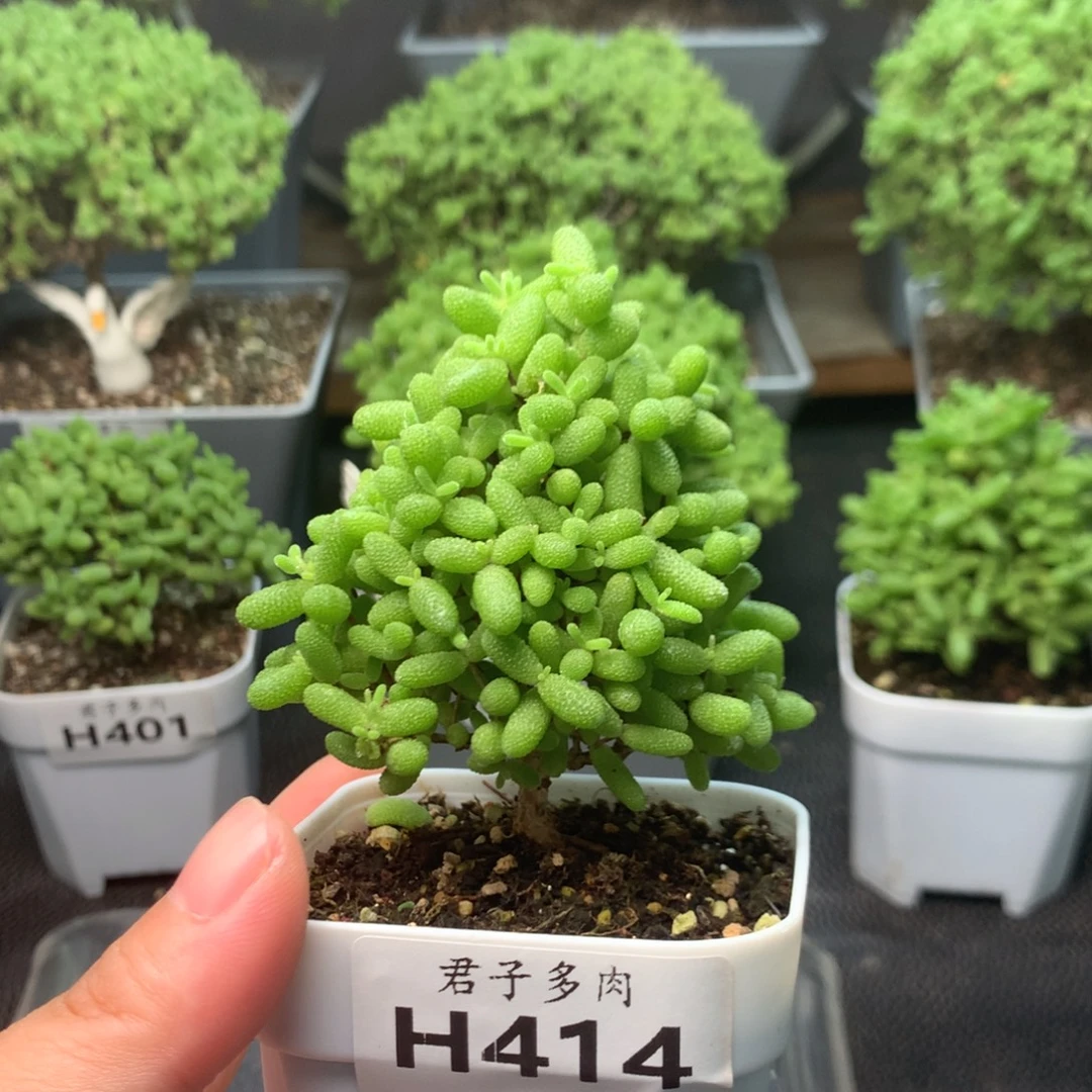 414蜜橘。