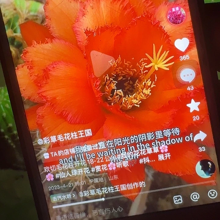 欢茄带根7公分毛花柱