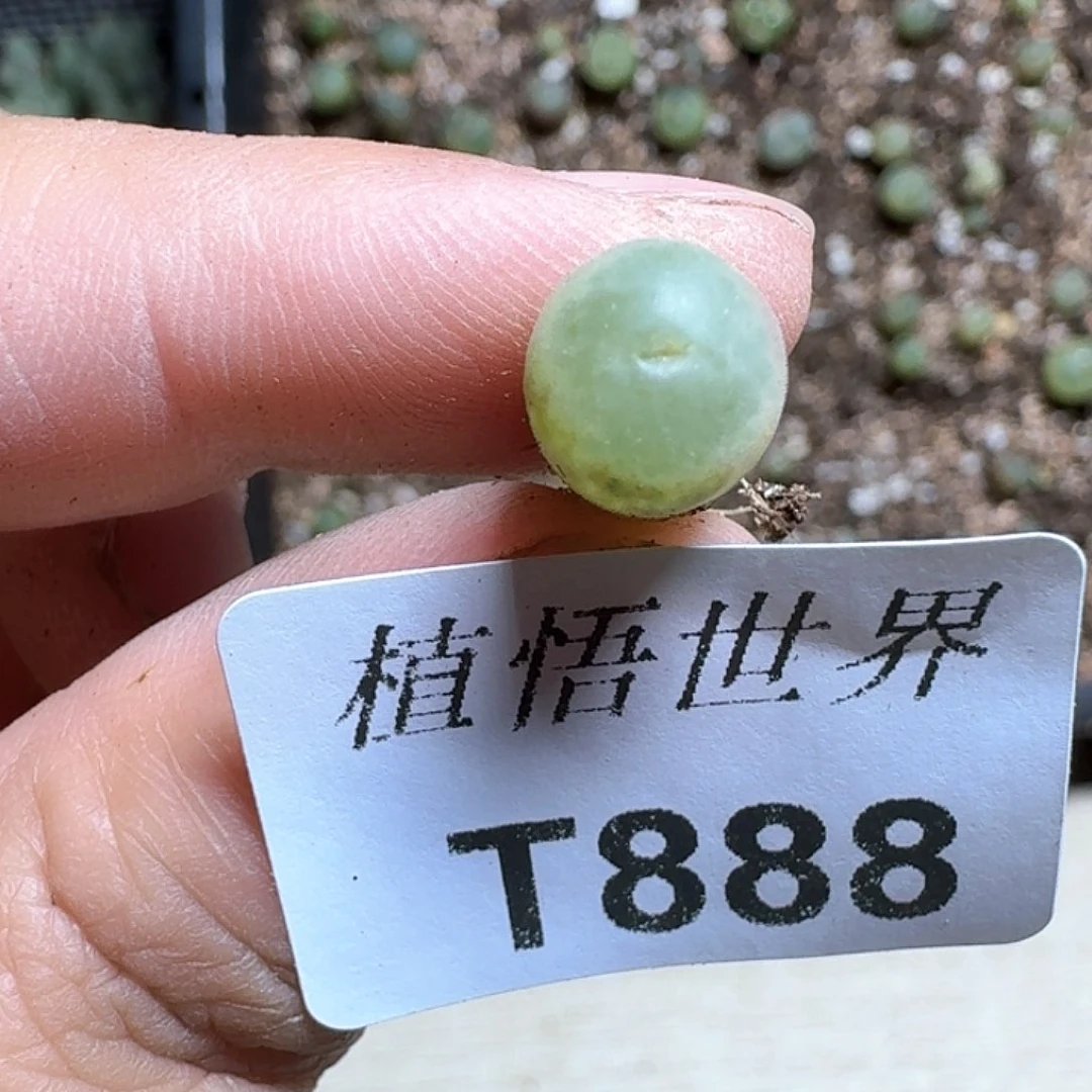 888号多肉植物哇c g