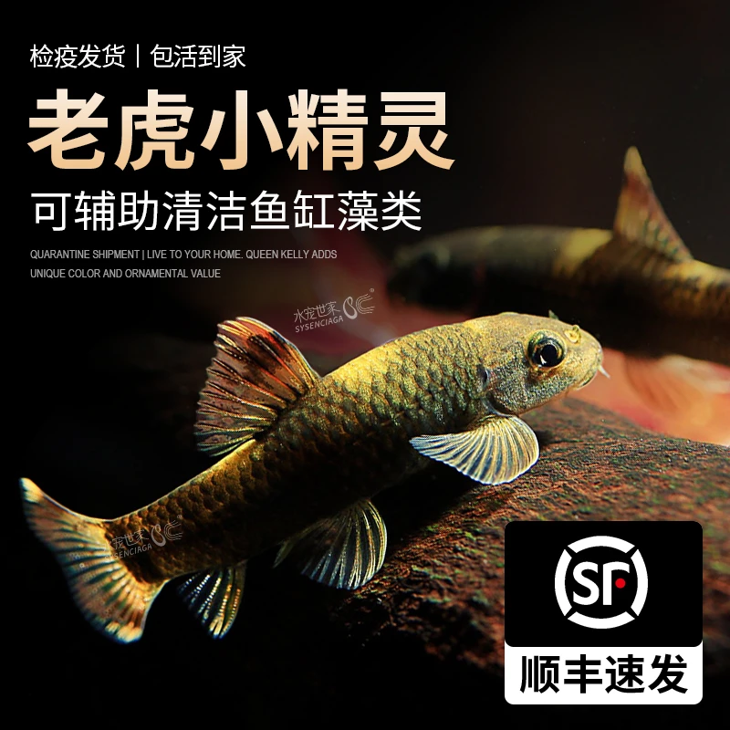 老虎小精灵鱼虎纹精灵鱼耐寒淡水原生耐活耐活工具鱼活体观赏鱼