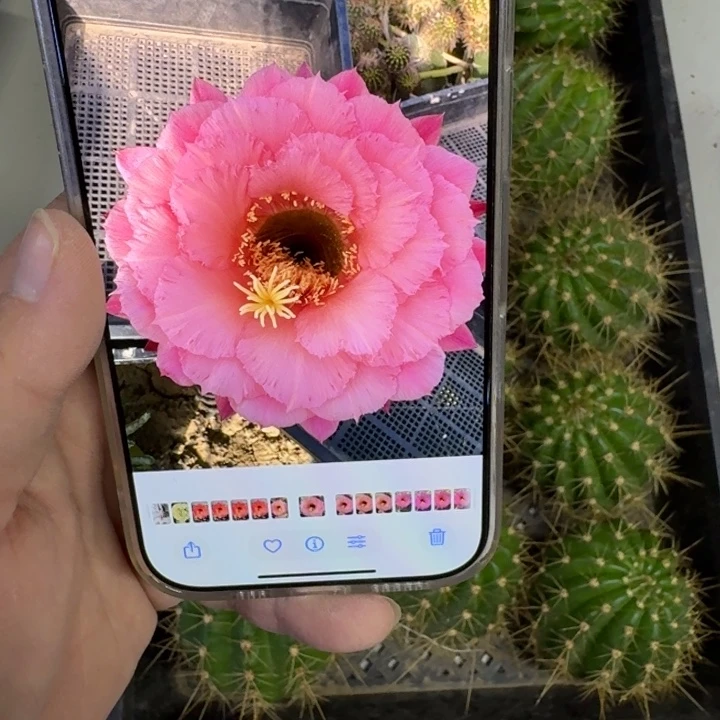 238毛56歪无根侧牙5公分左右，20包邮