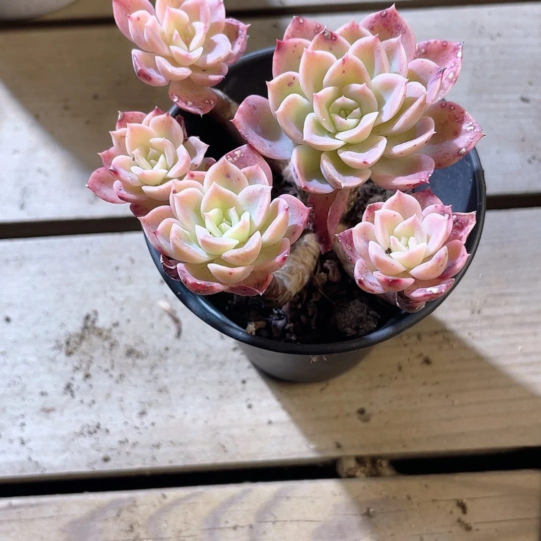 1115  哈密瓜  六月六