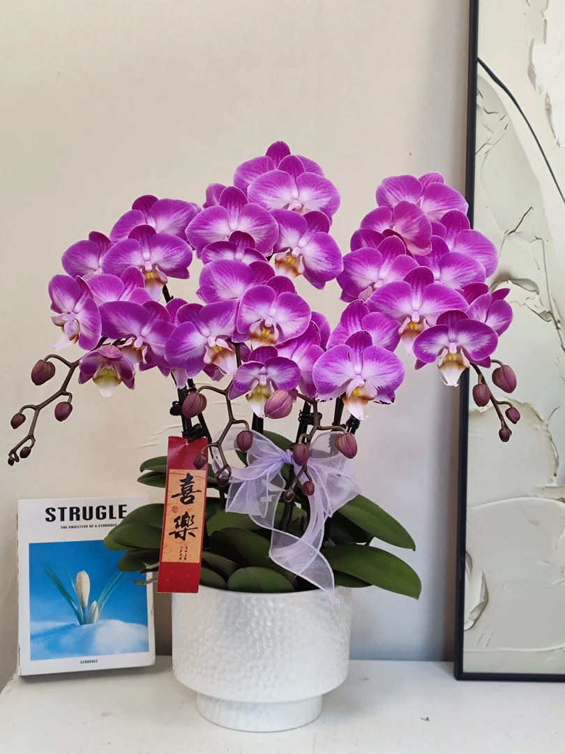 蝴蝶兰 【优雅】真花 秋冬耐寒花卉 四季开花 多样性发货