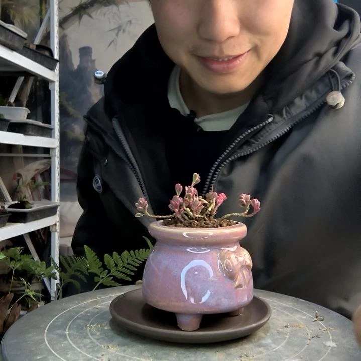 莹小盆景小植物一物一拍66