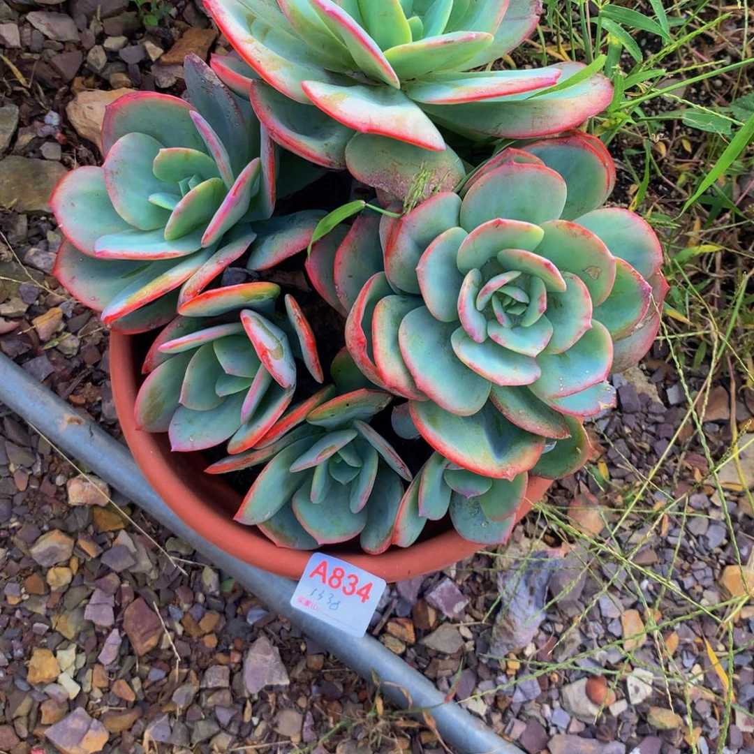****酸血凤群生多肉植物