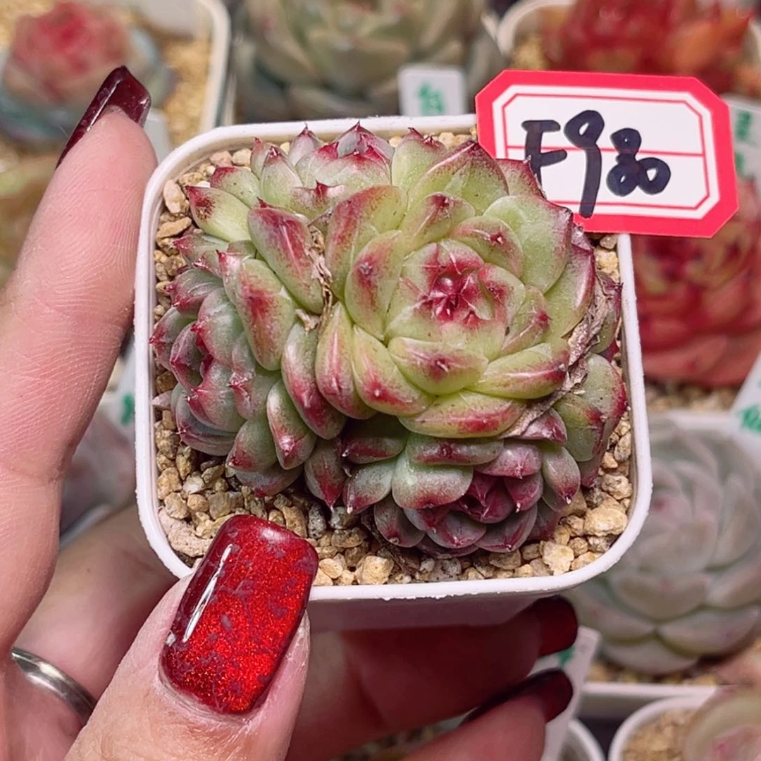 ?*F980一物一拍 可乐珍妮