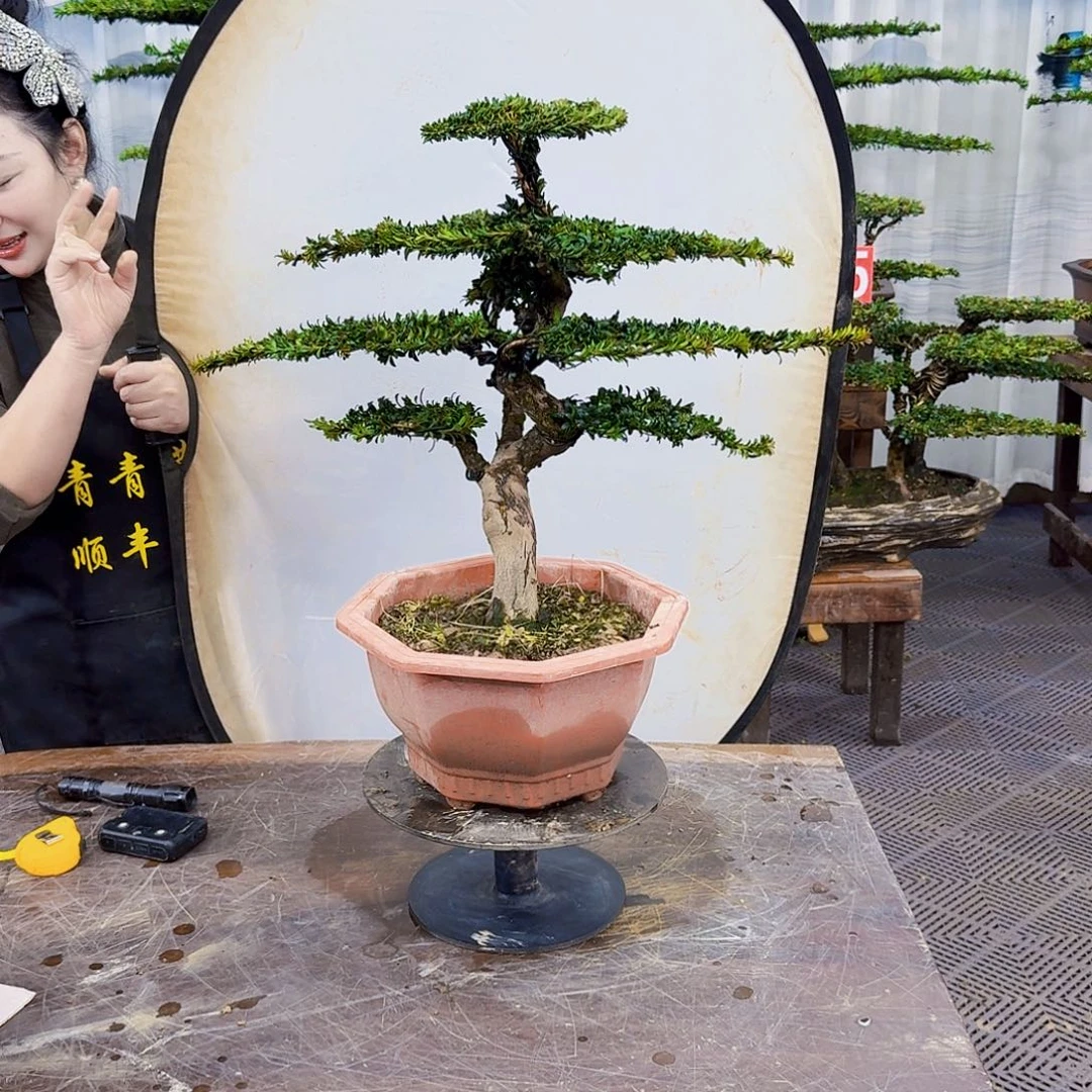 无花朵罗汉松888888
