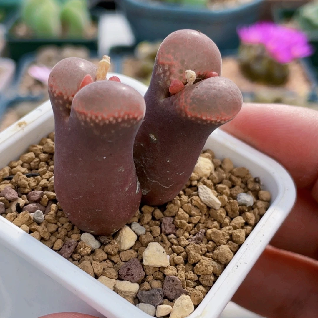 双头翻窗红风铃植物一物一拍