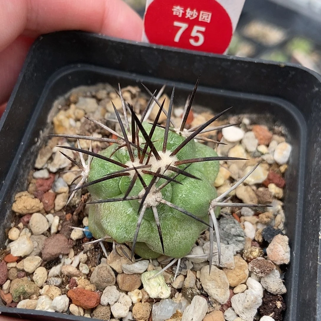 实生粗刺龙爪球3.1cm