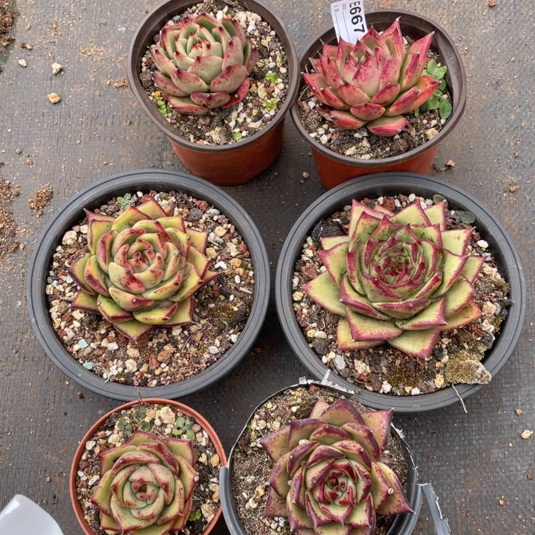 无花朵若如东云组拍E667