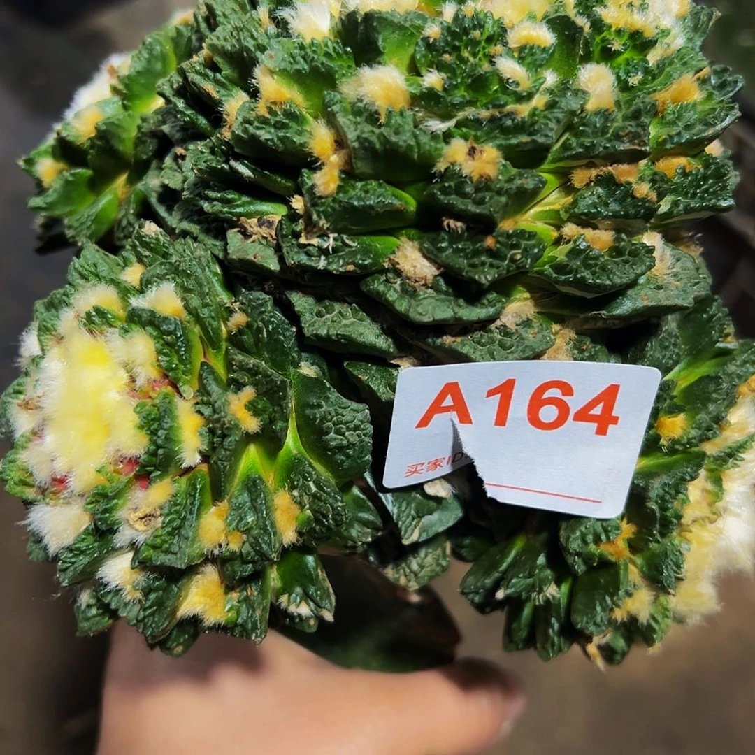 福利大螺旋勃氏辛顿牡丹164仙人球