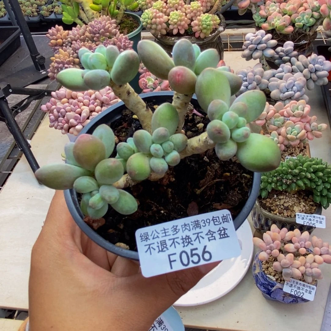 056苹果奶多肉7c m
