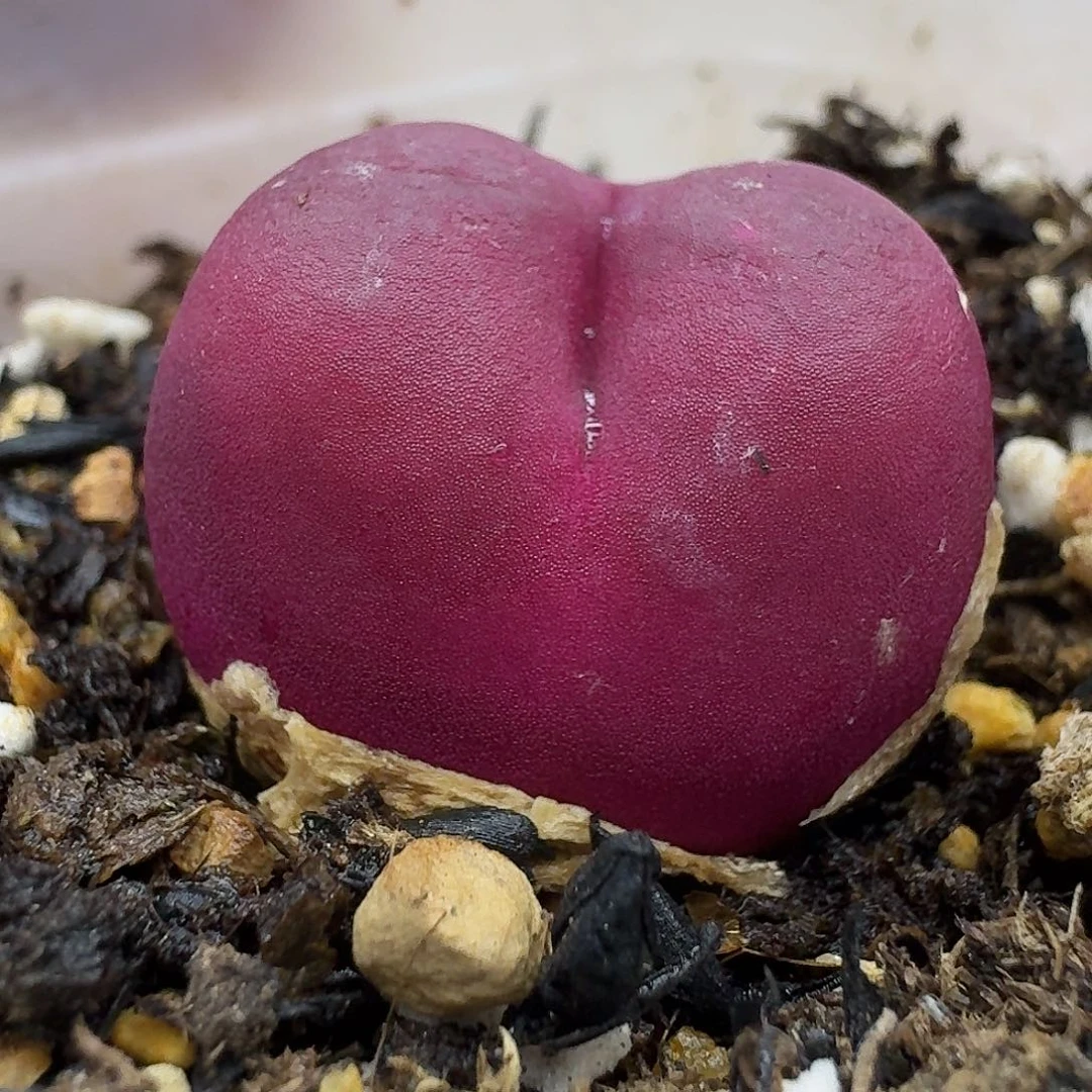 老马生石花2.2吕红2564