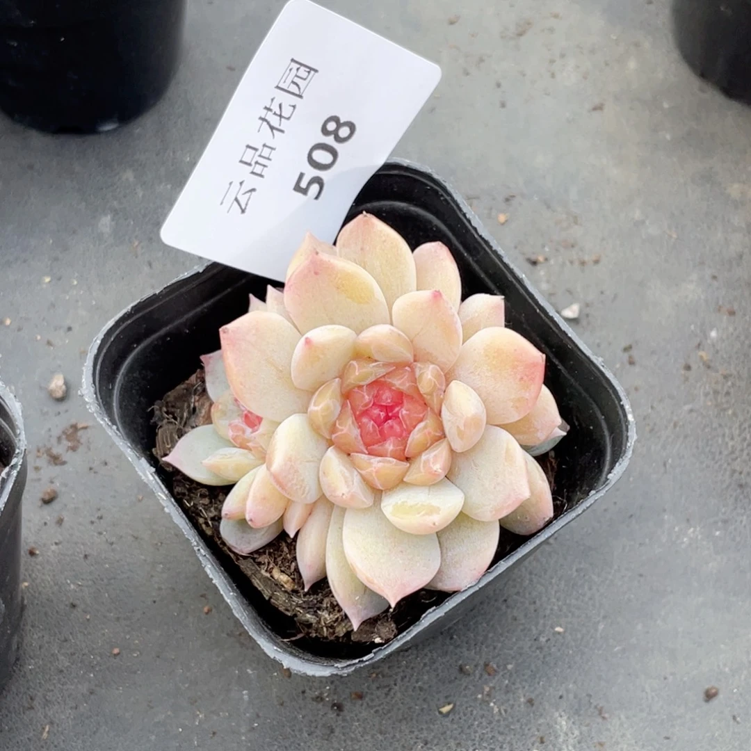 艳***508号糖心冰心珍妮 向日葵