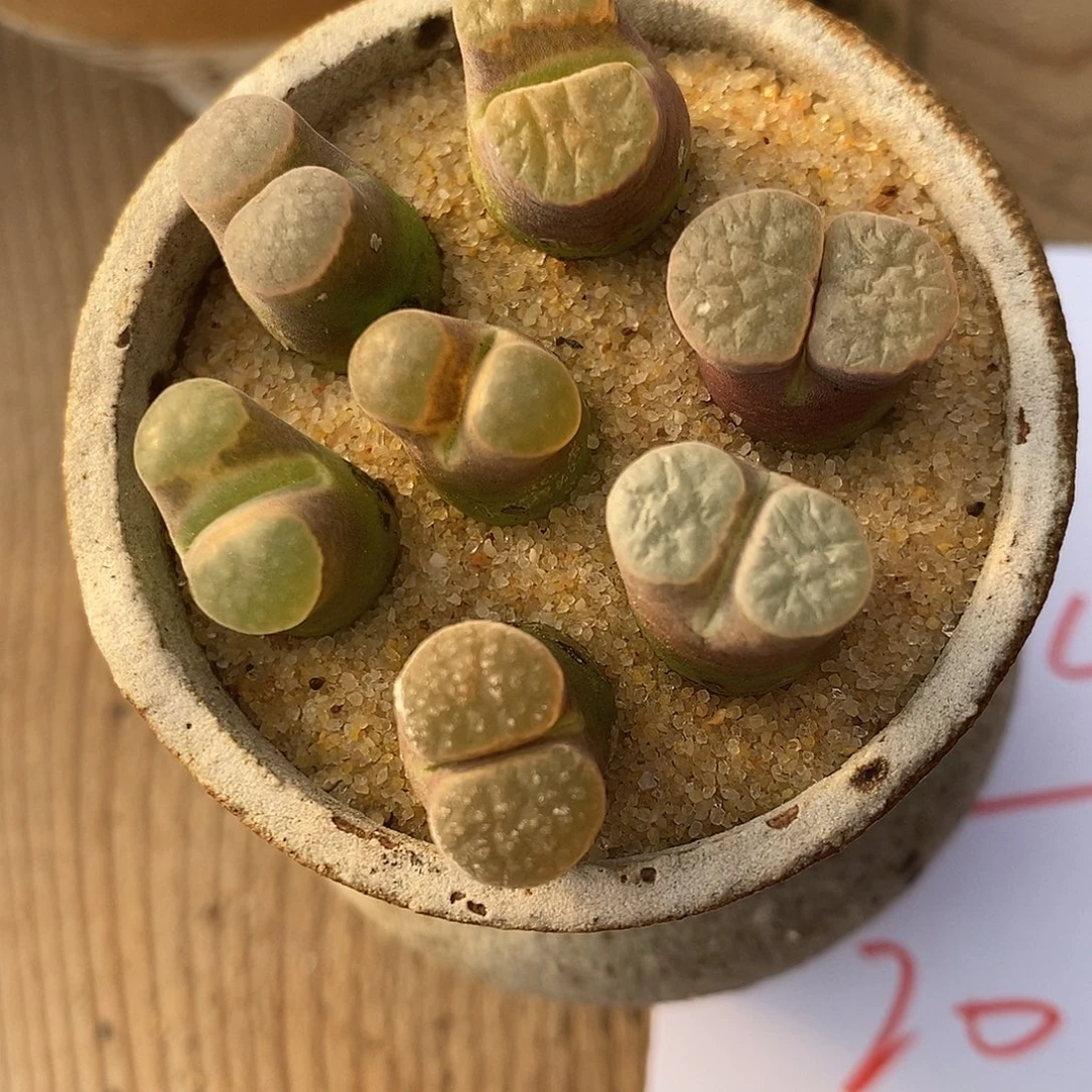 1834磁铁风铃一组。