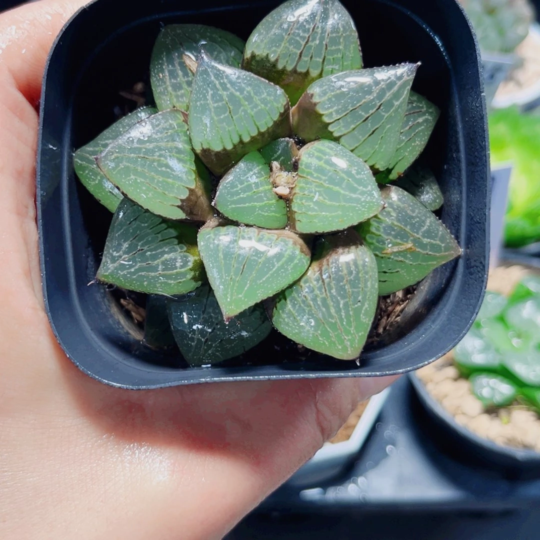 日月潭多肉植物66666