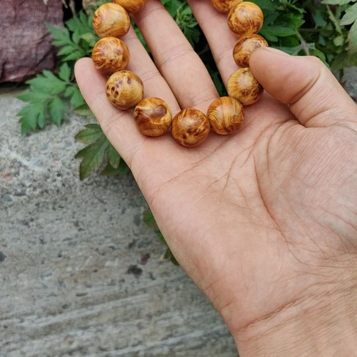 柏木（崖柏）1.8龙胆闪电太行崖柏