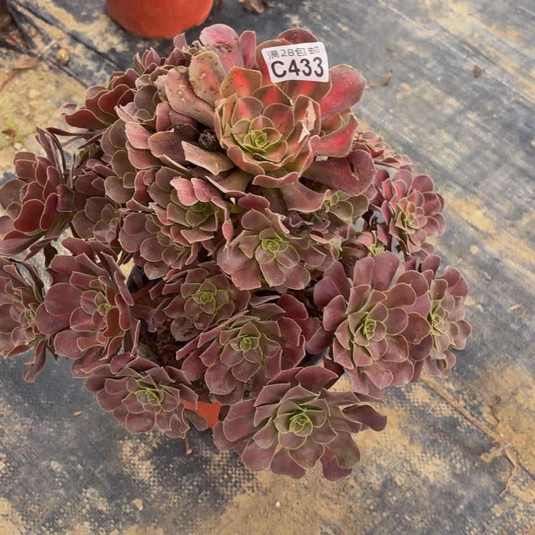 433多肉植物捧花的