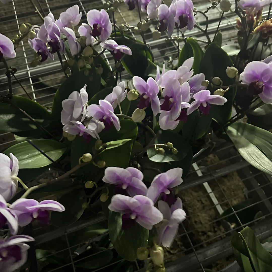 【聚缘溪】【超级福利】一棵宝贝蝴蝶兰单剑 3.0加高杯